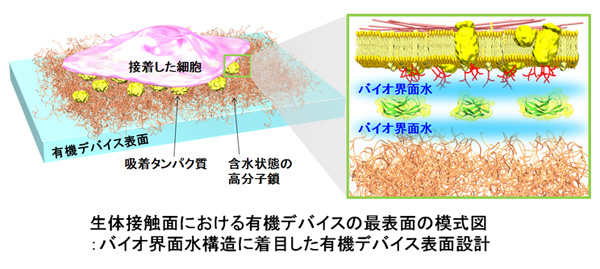 生体接触面における有機デバイスの最表面の模式図：バイオ界面水構造に着目した有機デバイス表面設計